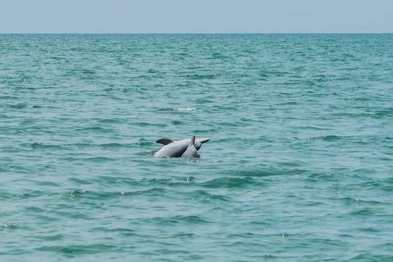 在噹府海域發現儒艮、海豚、海龜的蹤跡