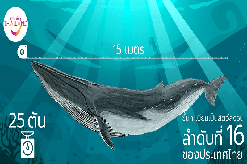 防疫新生活 EP 25 Watch the Bryde's Whale in Thailand